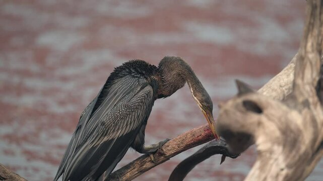 Snakebird Anhinga anhinga handling prey Eal 