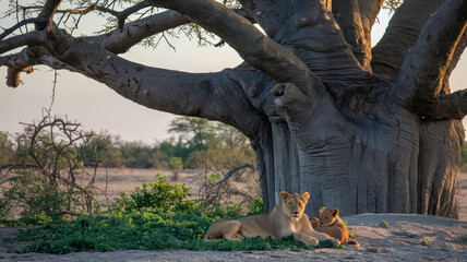 Lioness and cub resting under a massive tree.