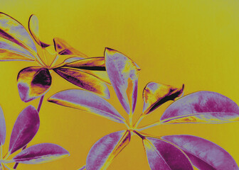 Houseplant schefflera on an abstract neon background with bright contrasting colors. The...