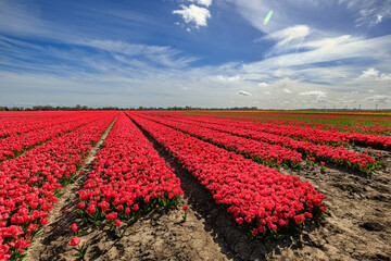 A breathtaking view of vibrant red tulip fields in the Netherlands under a vast blue sky with...