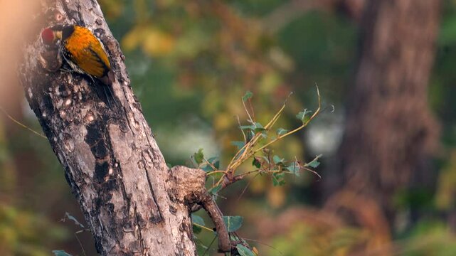 Black rumped flameback Woodpecker in northern India