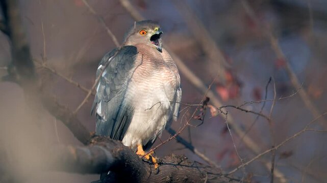 Shikra bird of prey scouting the area for potential kill