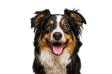 Fototapeta premium Close up of an australian shepherd