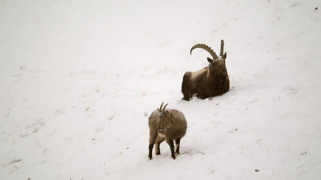 Himalaya Ibex male with long horns and female grazing in a snow covered mountain landscape