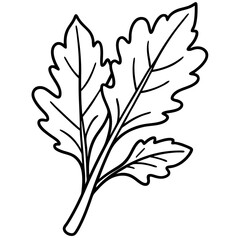 Sleek Arugula Illustration Vector Line Art