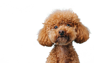 Close up of a poodle