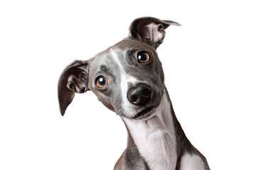 Close up of a whippet