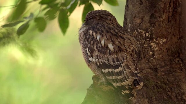 Brown Fish Owl resting on a tree in northern India