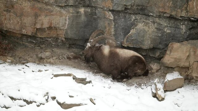 Himalayan Ibex male with long horn taking shelter during a Himalaya snow storm, with snow covered mountain landscape and cliff