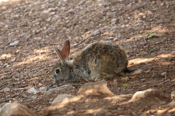 rabbit in the grass
