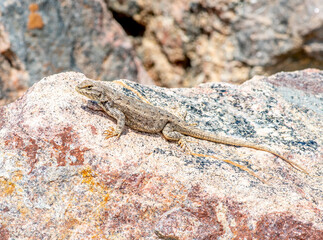 Prairie Lizard