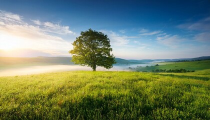 Obraz premium tree in the field