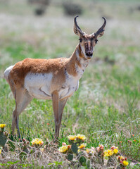 North American Pronghorn Antelope