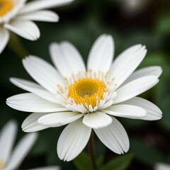 White Flower