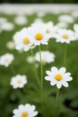 Obraz premium White Flower