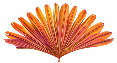 Close up of a dried palm leaf, resembling a fan.