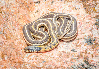 Black-necked Garter Snake