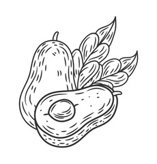 Avocado sketch. Hand drawn vintage vegetable, whole and half, leaves. Outline botanical food. Black and white drawing oil ingredient. Healthy product for packaging design. Vector isolated element