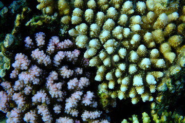 Rasp coral (Pocillopora verrucosa) and stony coral Acropora digitifera undersea, Red Sea, Egypt,...