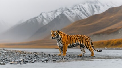 Fototapeta premium Majestic tiger by river, mountain backdrop, wildlife documentary