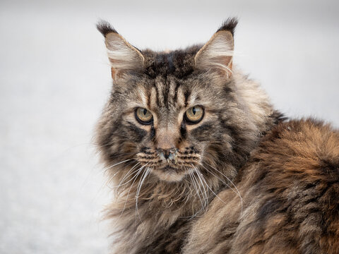 Katze mit schleimverkrusteter Nase