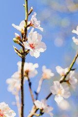 Delicate almond flowers reach toward the bright spring sky.