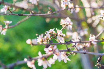 Bee collects nectar from delicate almond blossoms on a sunlit branch.