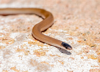 Plains Black-headed Snake