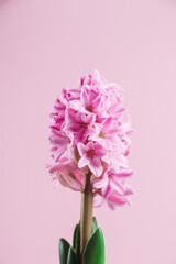 Pink hyacinth in a pot on the table