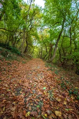 Gardinen Amazing autumn. autumn leaves in colorful park. Fall landscape. © EdVal