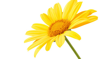 Vibrant yellow daisy blooming with transparent background