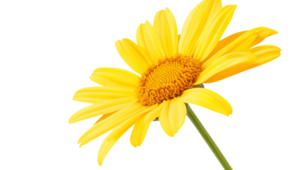 Vibrant yellow daisy blooming with transparent background