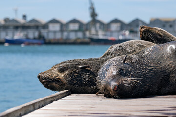 Three cute South African, Cape fur seal sleeping on the wooden pier. Cape Town, South Africa