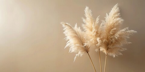 Obraz premium A trio of dried pampas grass stalks against a beige backdrop, showcasing their delicate, feathery plumes and minimalist elegance.
