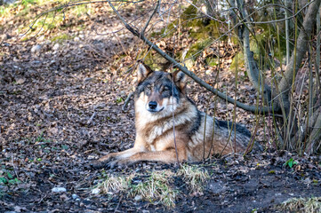 Europäischer Wolf ruht unter einem Baum