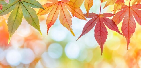 Fototapeta premium Autumn maple leaves with bokeh background.