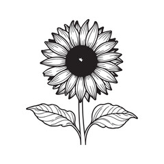 sunflower isolated line art and silhouette vector