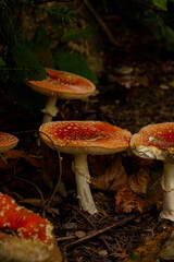 red mushroom in the forest