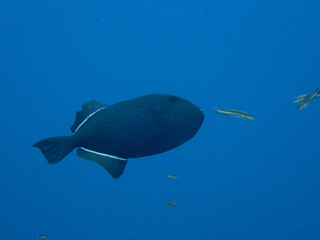 Fototapeta premium Black Durgon