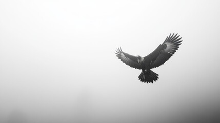 Fototapeta premium Majestic Bird of Prey in Flight Against a Misty Background