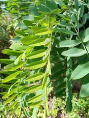 Foliage of a green plant showcasing rich leaf patterns in sunlight