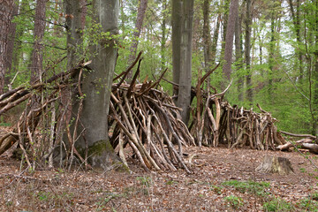 Aufgeschichtetes Totholz im Wald