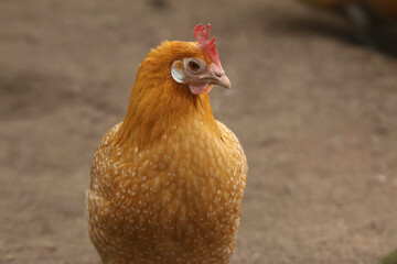 Porträt eines Friesenhuhns, Gallus gallus deomesticus