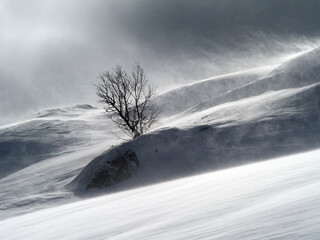 tree in snow drifts