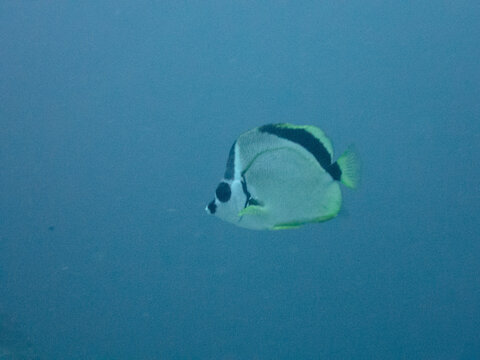Barberfish