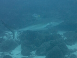 Fototapeta premium Galapagos Shark