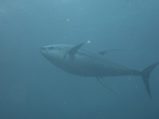 Fototapeta premium Yellowfin Tuna