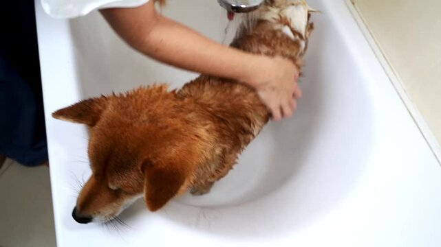 Dog in the shower after a walk