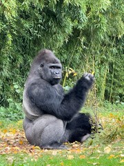 Gorille