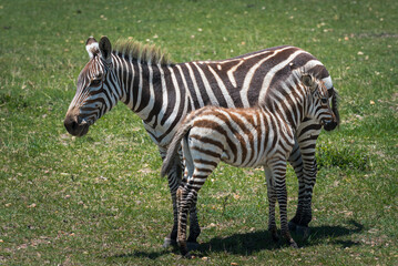 Une maman zèbre et son petit côte à côté dans une plaine du Serengeti, Tanzanie
